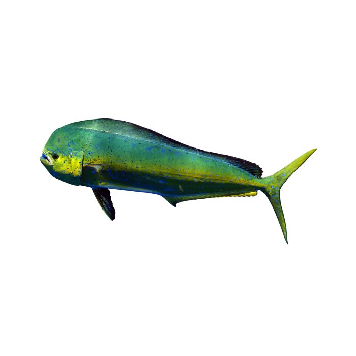 aliment-mahi-mahi