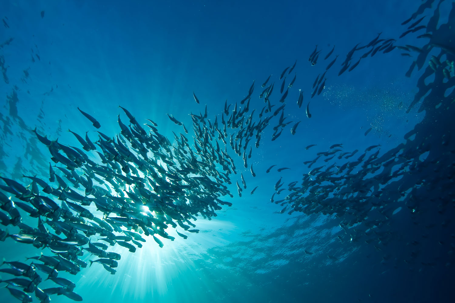 aliment-maquereau-descriptif