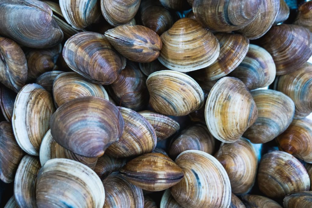 aliment-palourde-histoire