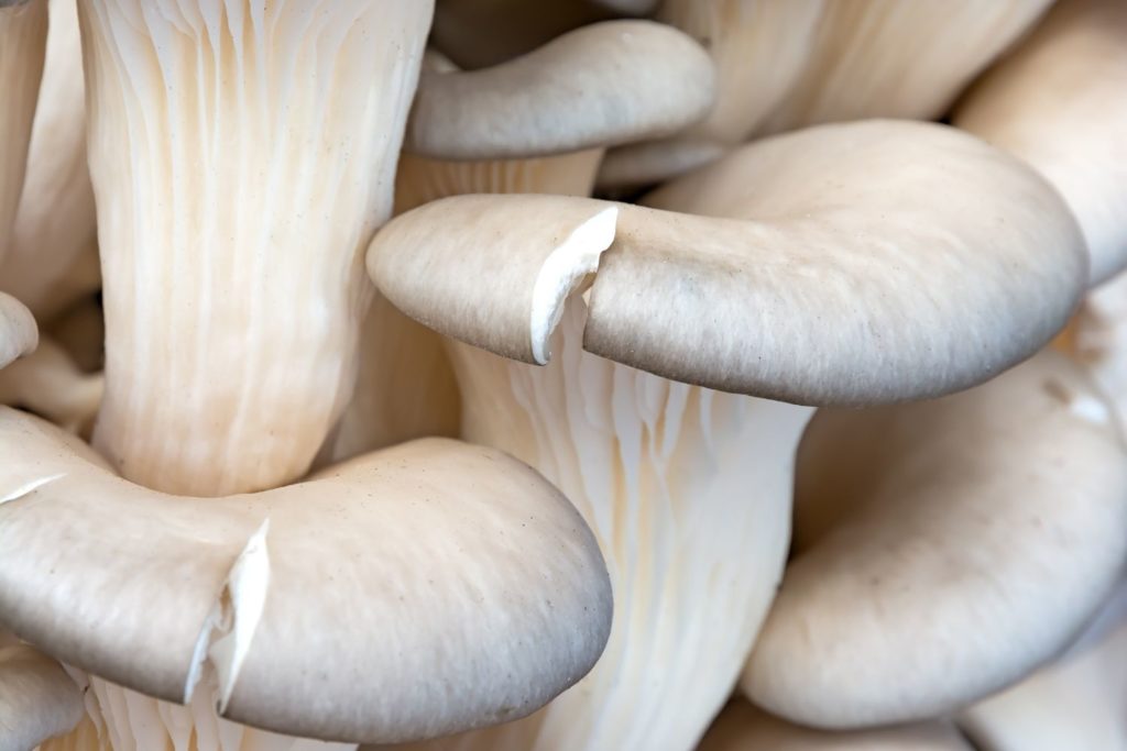 aliment-pleurote-aliment
