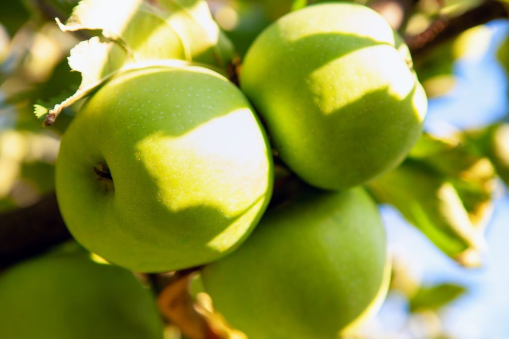 aliment-pomme-granny-smith-aliment