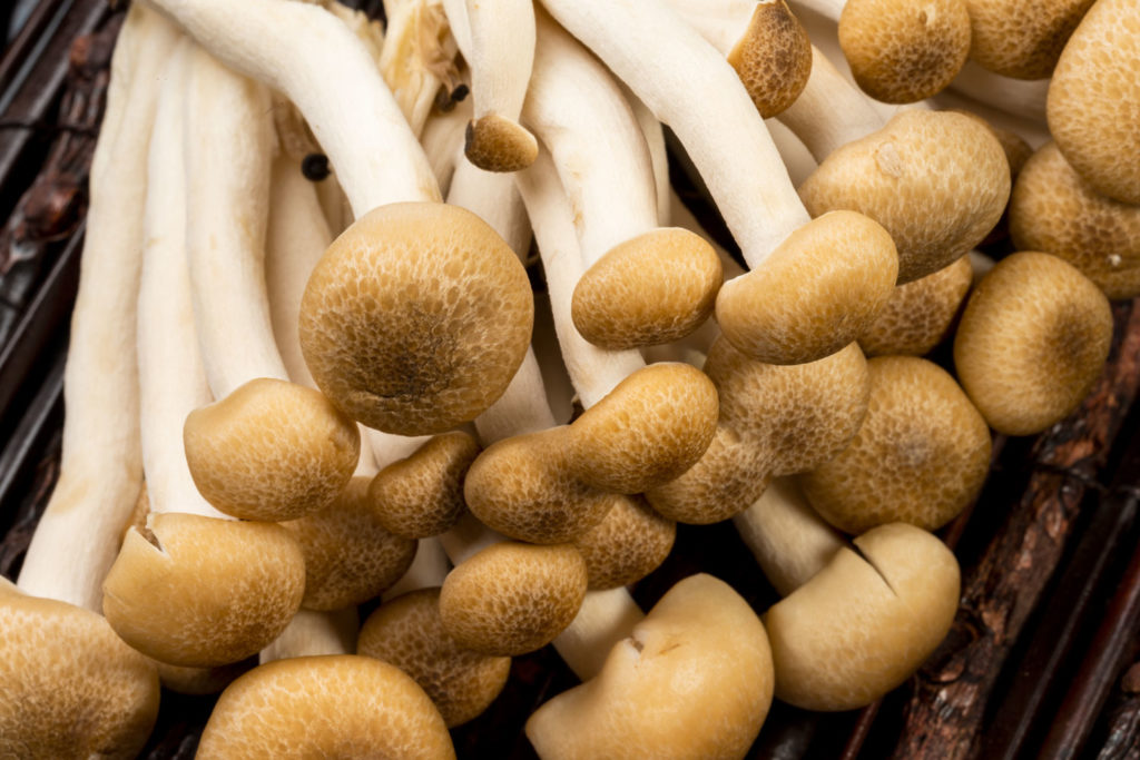 aliment-shimeji-descriptif