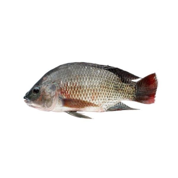 Tilapia Guide des Aliments de A à Z France Minéraux