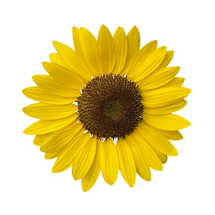 aliment-tournesol