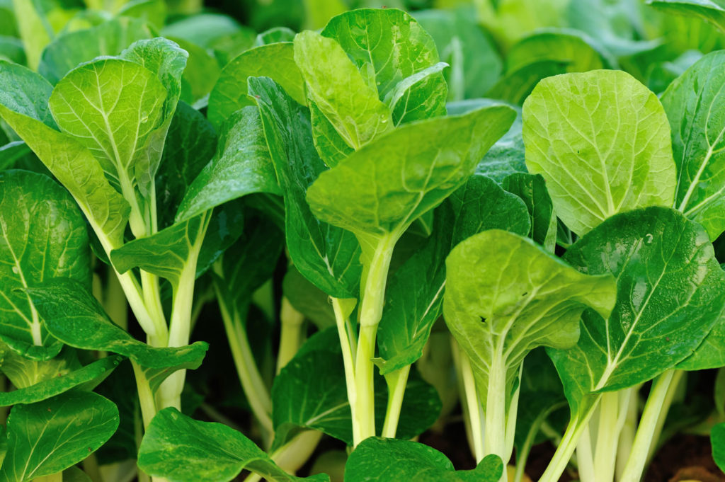 bok-choy-utilisation