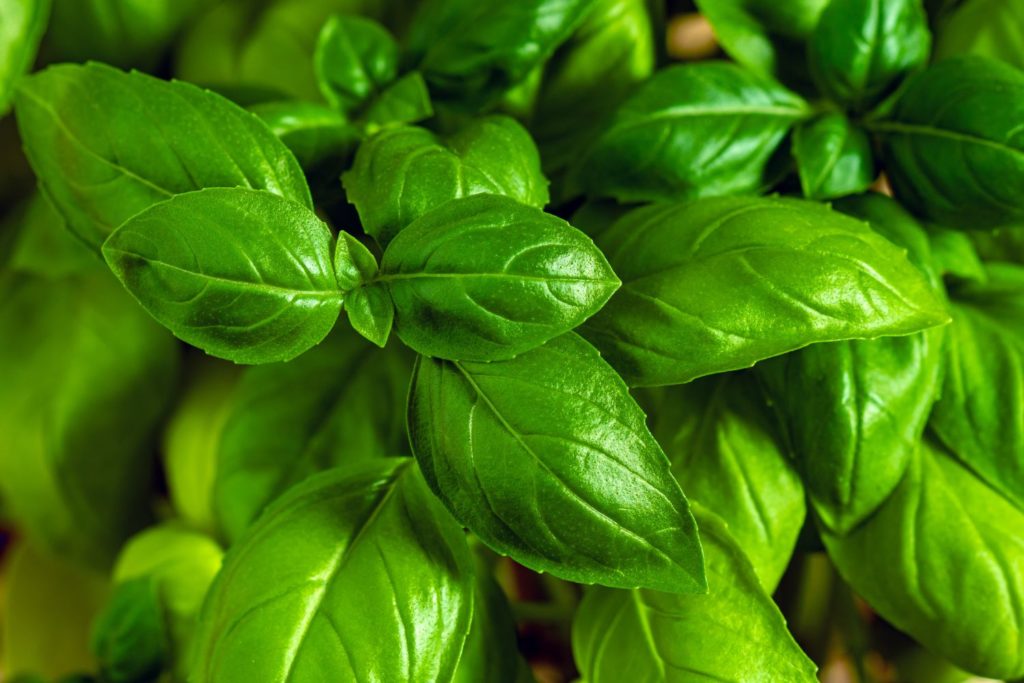 huile-essentielle-basilic-sacre-caracteristiques