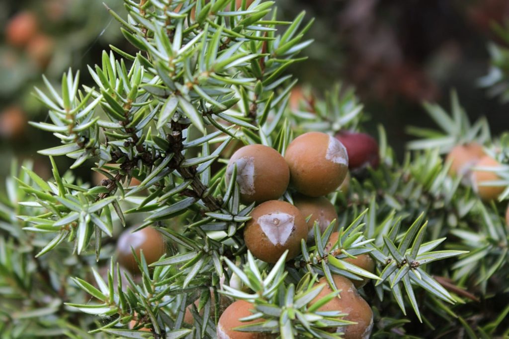 huile-essentielle-cade-caracteristiques