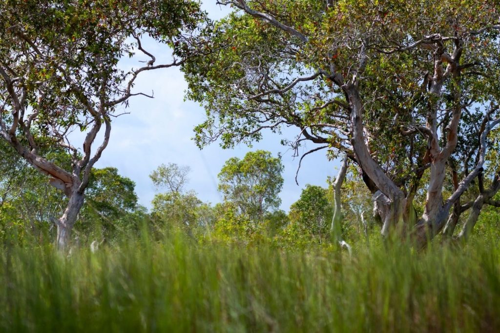 huile-essentielle-cajeput-caracteristiques