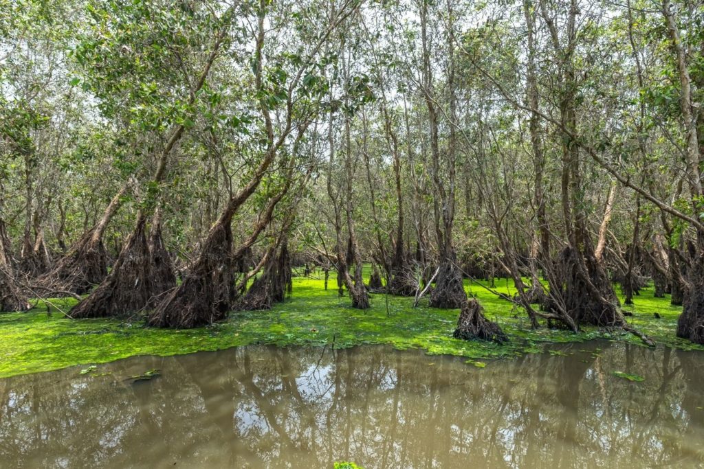 huile-essentielle-cajeput-utilisation