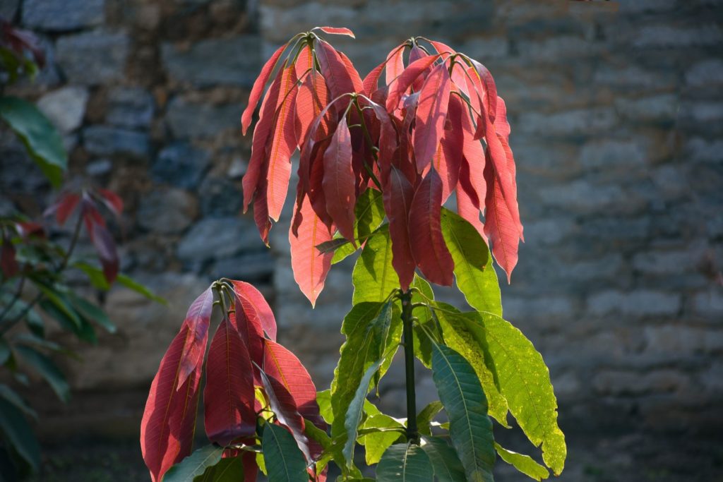 huile-essentielle-cannelle-tamala-huile-essentielle