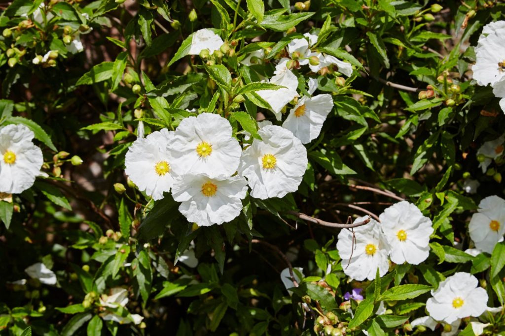 huile-essentielle-ciste-huile-essentielle