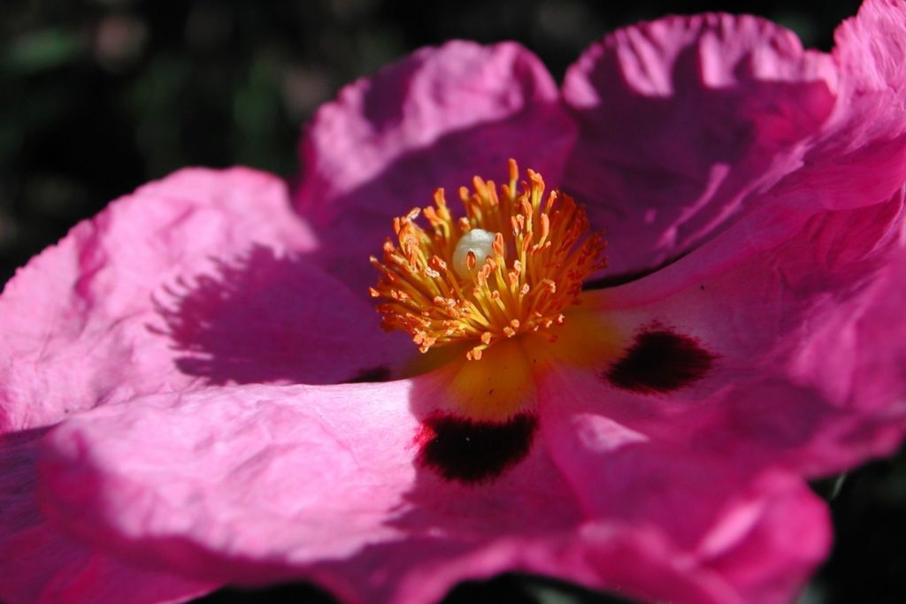 huile-essentielle-ciste-ladanifere-huile-essentielle