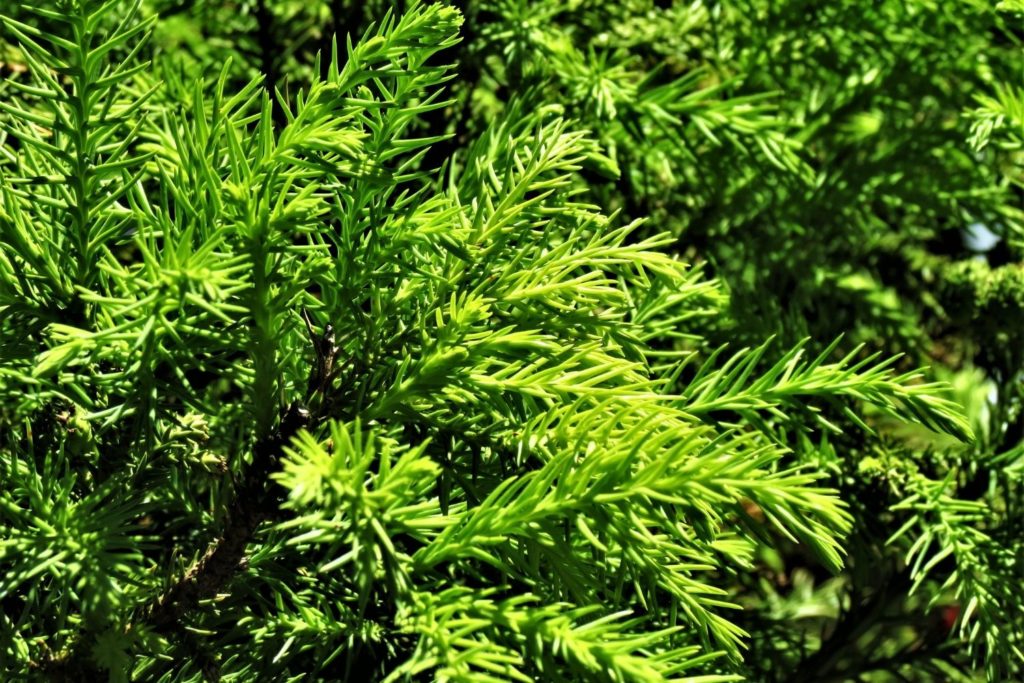 huile-essentielle-cryptomeria-caracteristiques