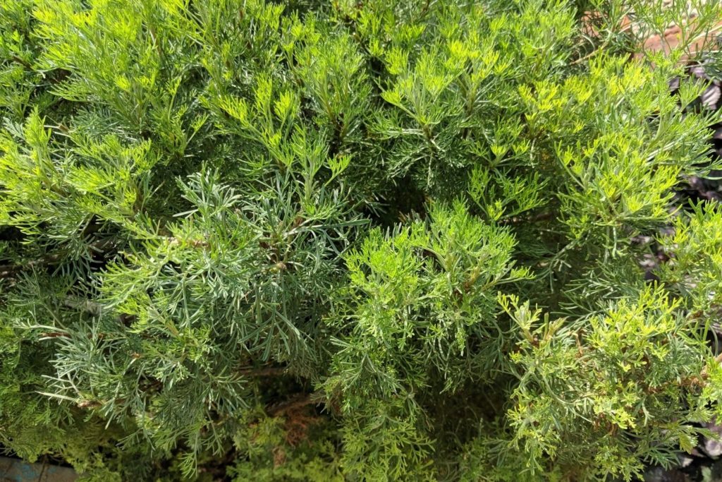 huile-essentielle-davana-caracteristiques