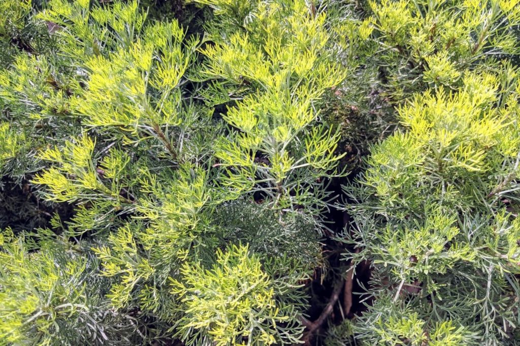 huile-essentielle-davana-huile-essentielle