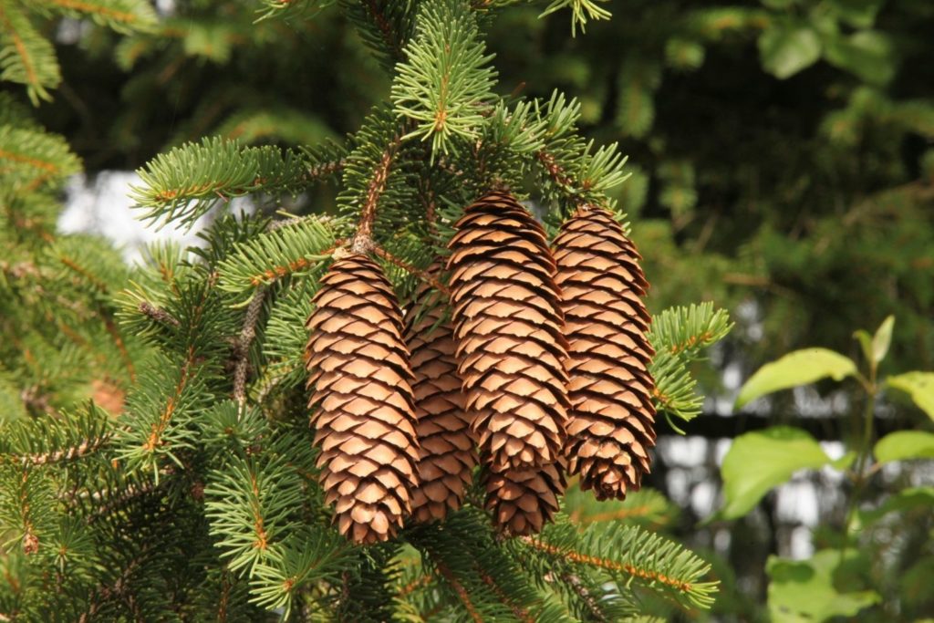 huile-essentielle-epinette-noire-huile-essentielle