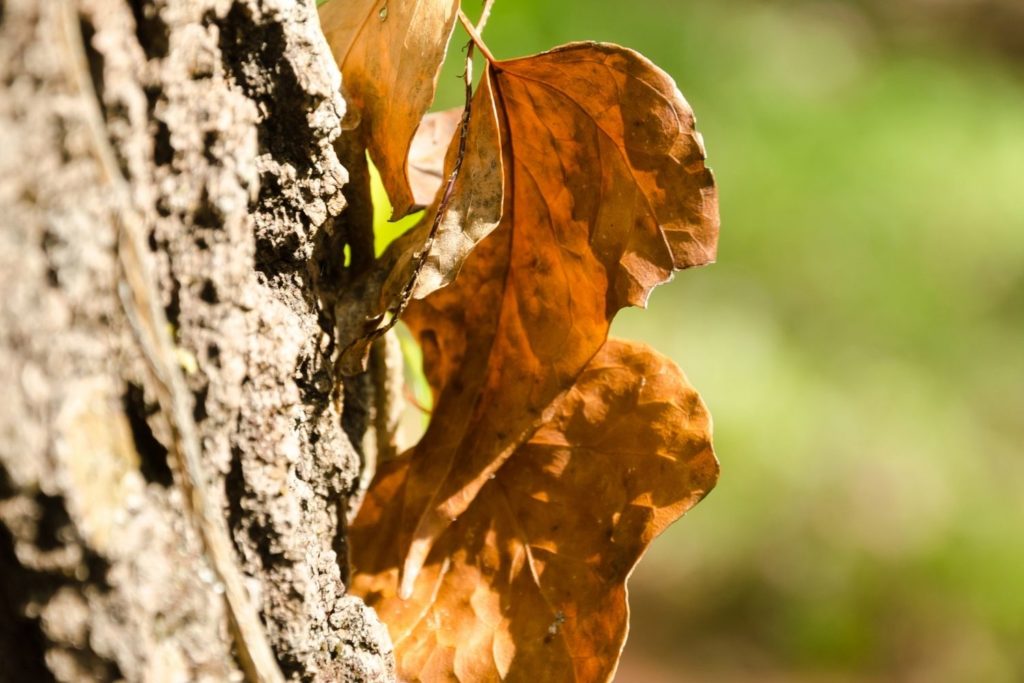 huile-essentielle-galbanum-huile-essentielle