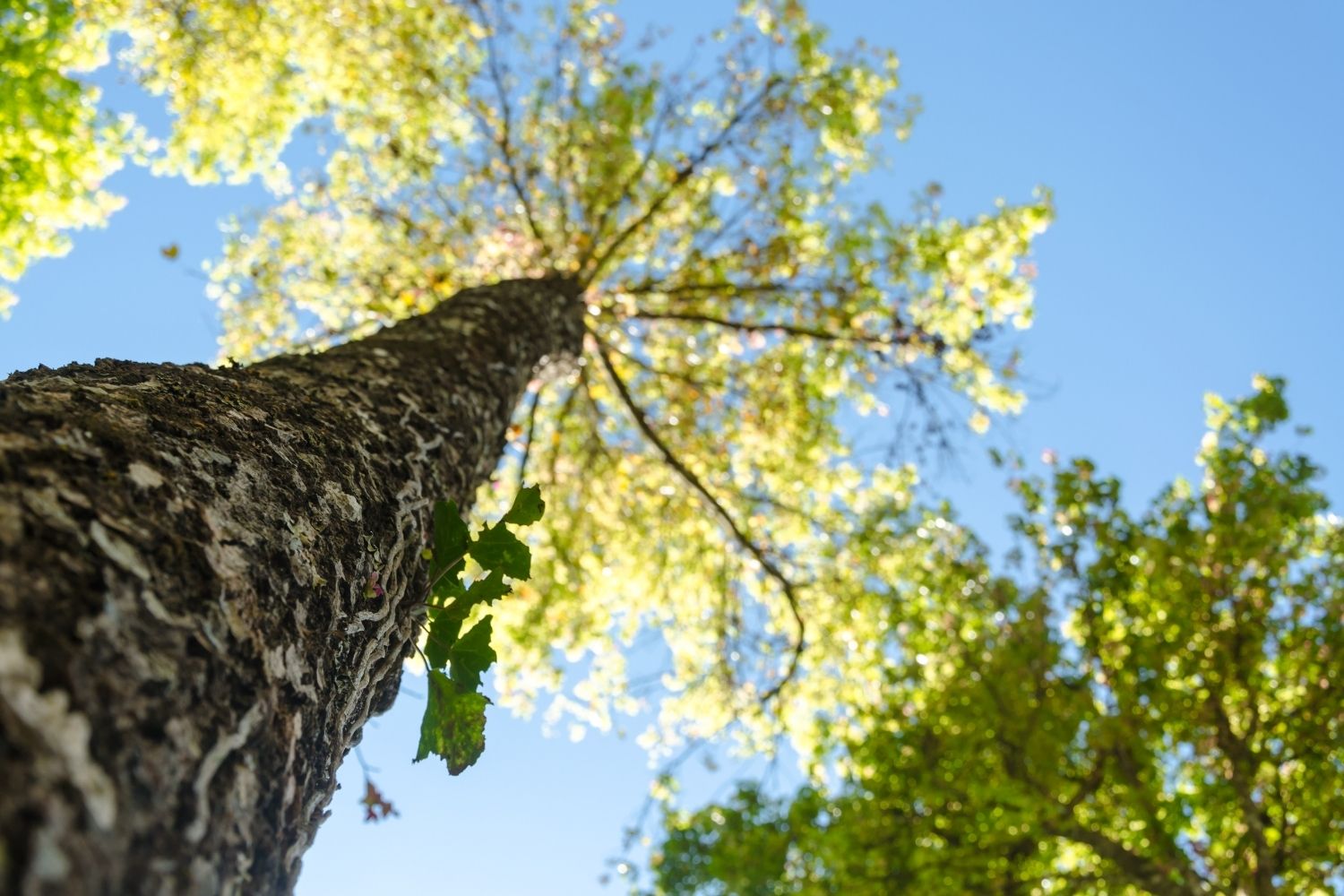 huile-essentielle-galbanum-utilisation