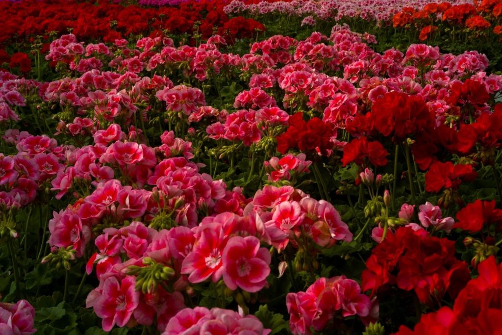 huile-essentielle-geranium-egypte-utilisation