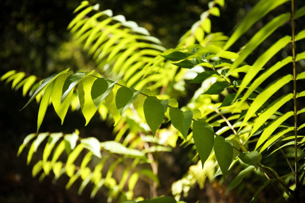 huile-essentielle-iary-caracteristiques