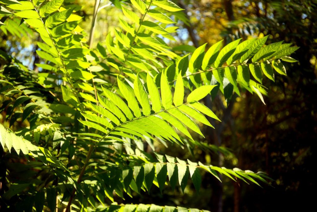 huile-essentielle-iary-huile-essentielle