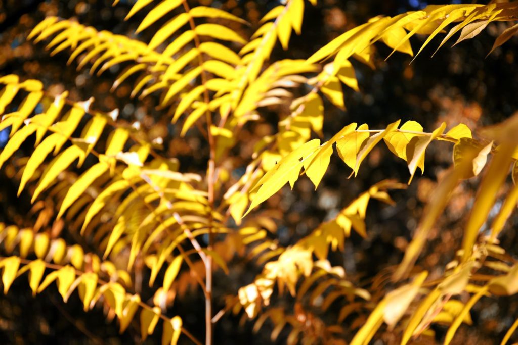 huile-essentielle-iary-utilisation