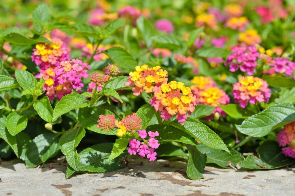 huile-essentielle-lantana-caracteristiques
