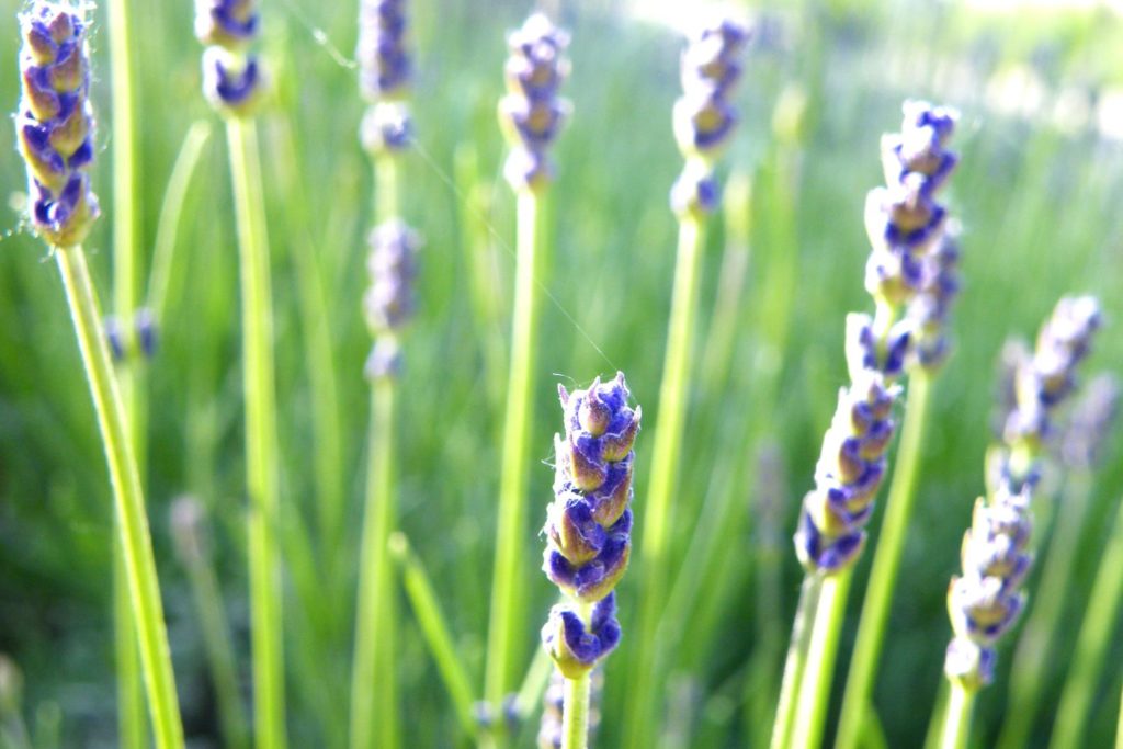 huile-essentielle-lavande-vraie-huile-essentielle