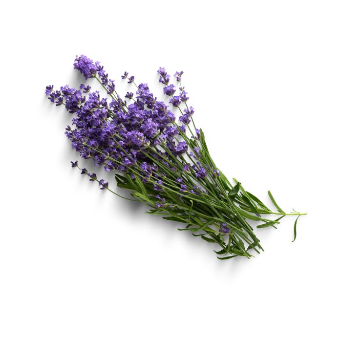 Huile Essentielle Lavande Vraie (Lavandula Angustifolia) : vertus