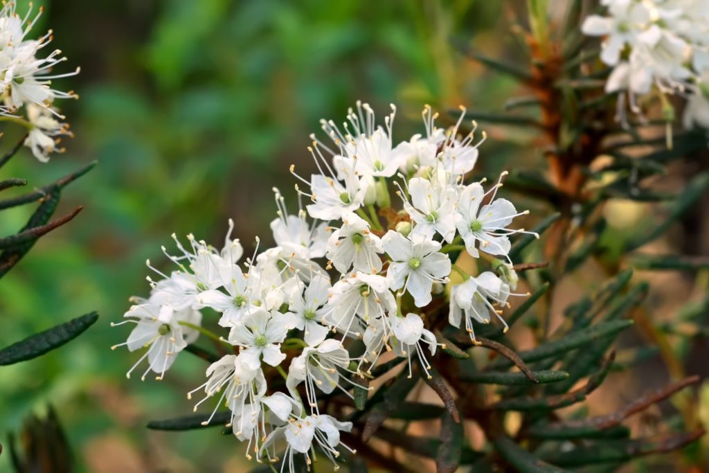 huile-essentielle-ledon-groenland-caracteristiques