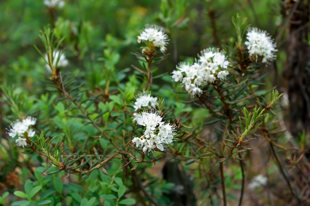 huile-essentielle-ledon-groenland-huile-essentielle