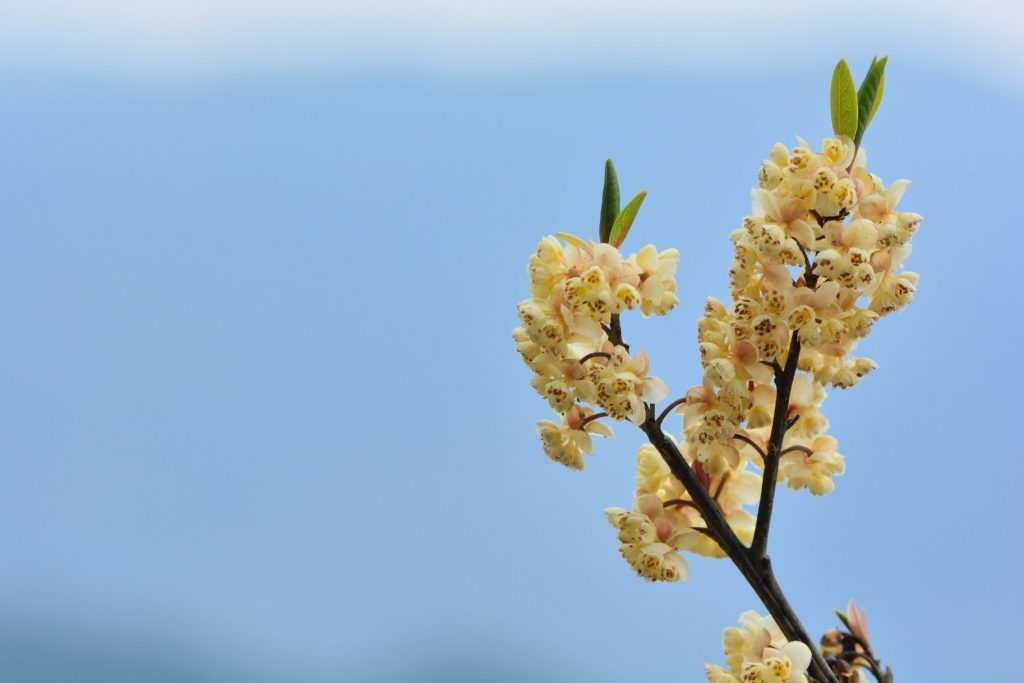 huile-essentielle-litsee-citronnee-utilisation