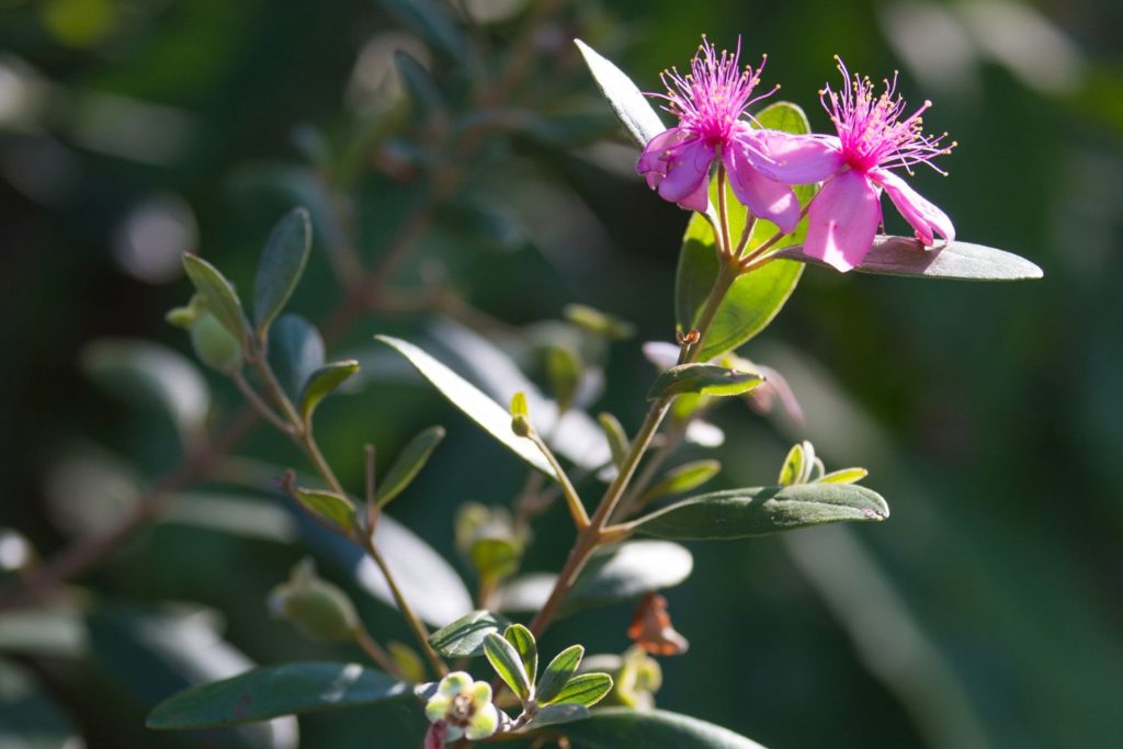 huile-essentielle-myrte-citronne-huile-essentielle