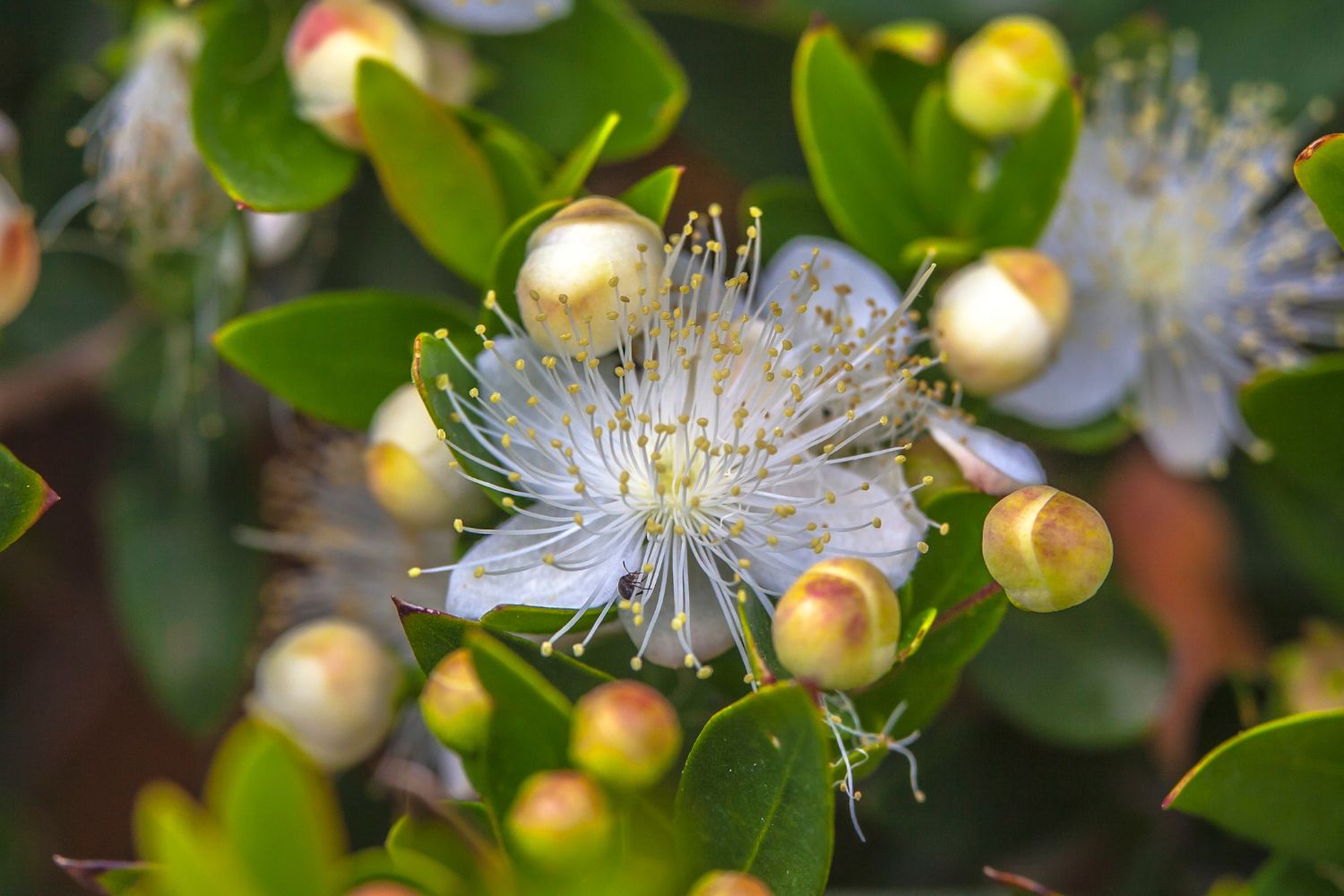 huile-essentielle-myrte-rouge-huile-essentielle