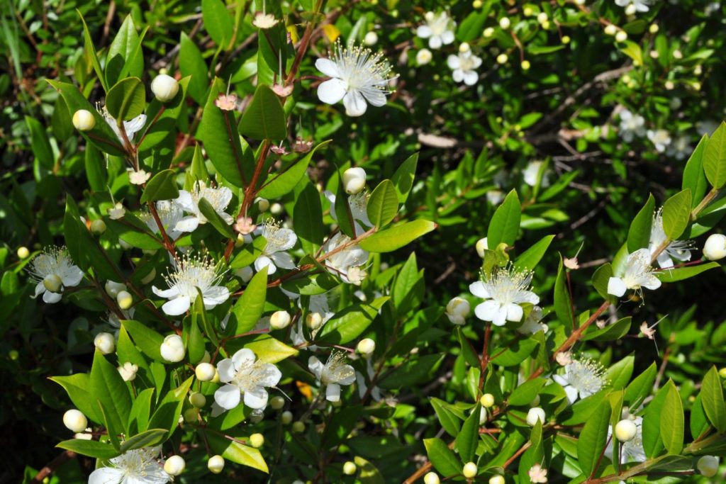 huile-essentielle-myrte-vert-huile-essentielle