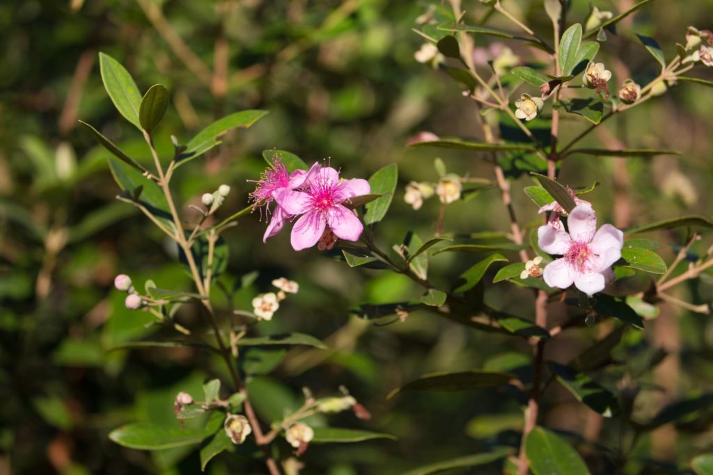 huile-essentielle-myrte-vert-utilisation