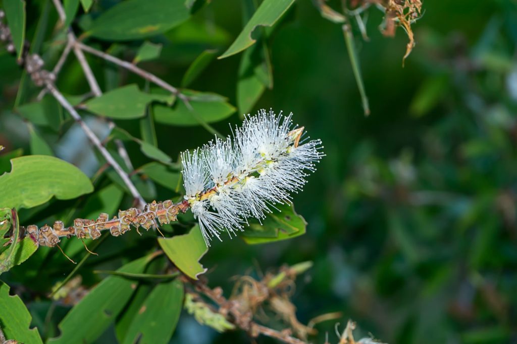 huile-essentielle-niaouli-huile-essentielle
