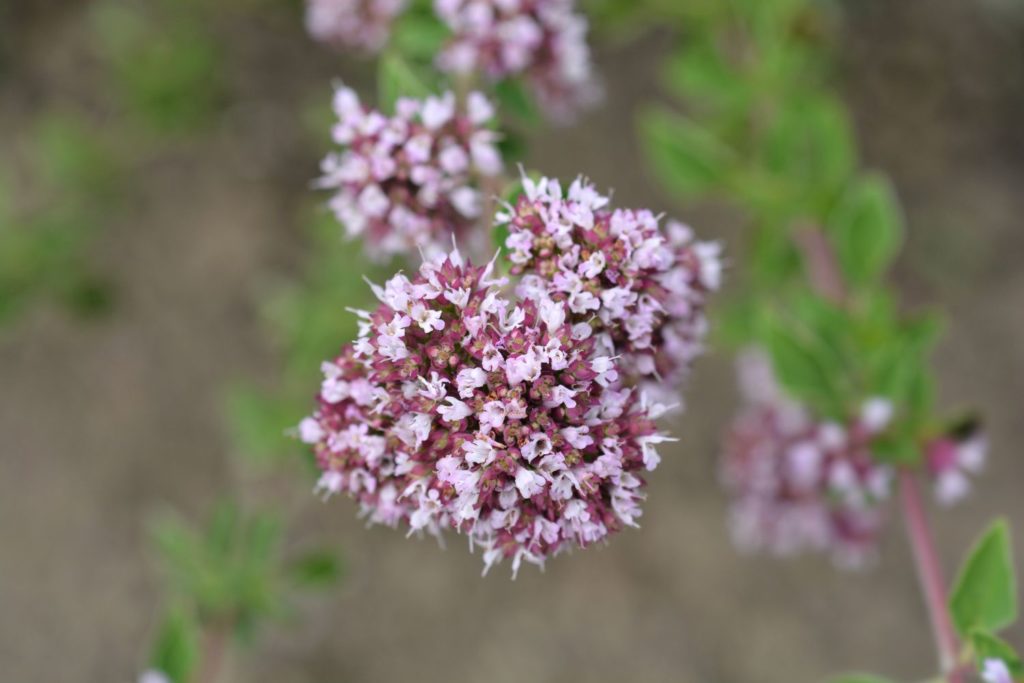 huile-essentielle-origan-vulgaire-caracteristiques