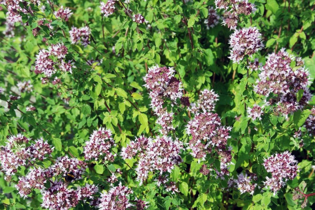 huile-essentielle-origan-vulgaire-utilisation