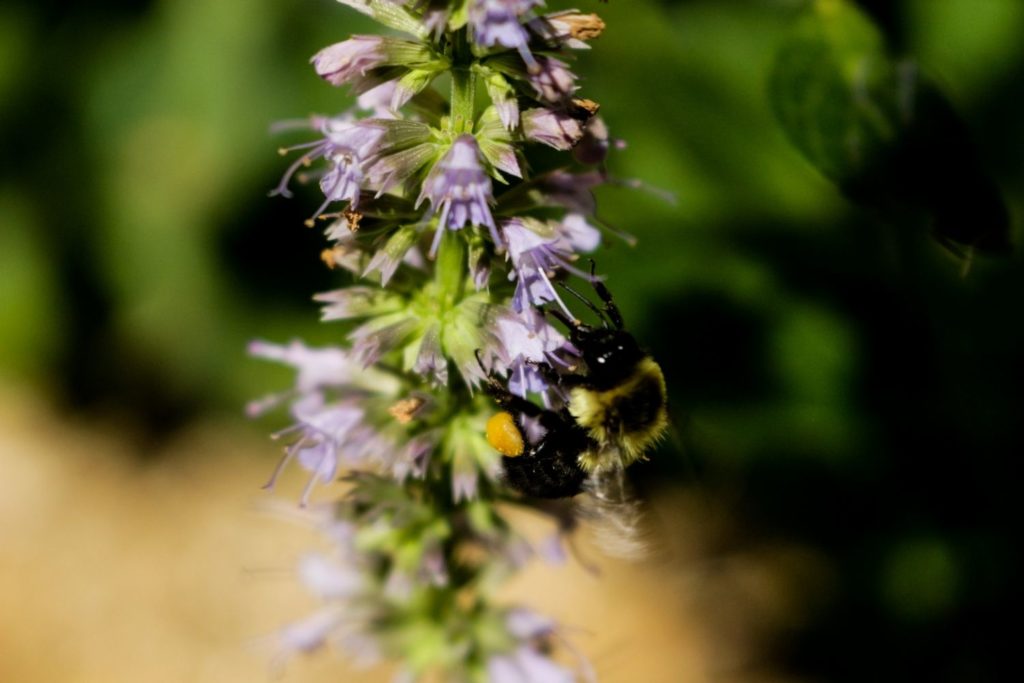 huile-essentielle-patchouli-sri-lanka-utilisation