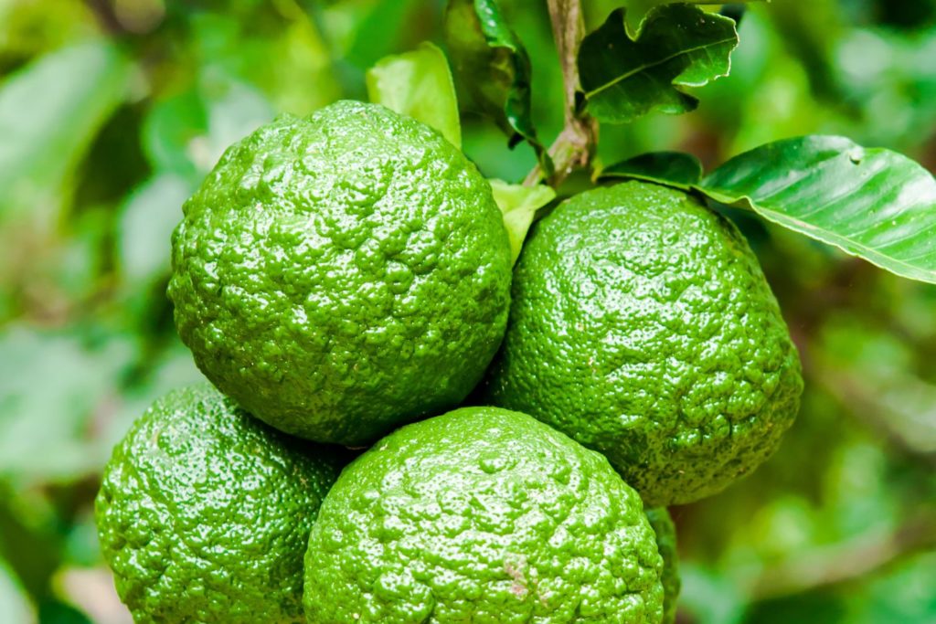 huile-essentielle-petitgrain-bigarade-caracteristiques