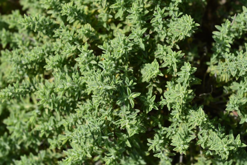 huile-essentielle-sarriette-des-montagnes-caracteristiques