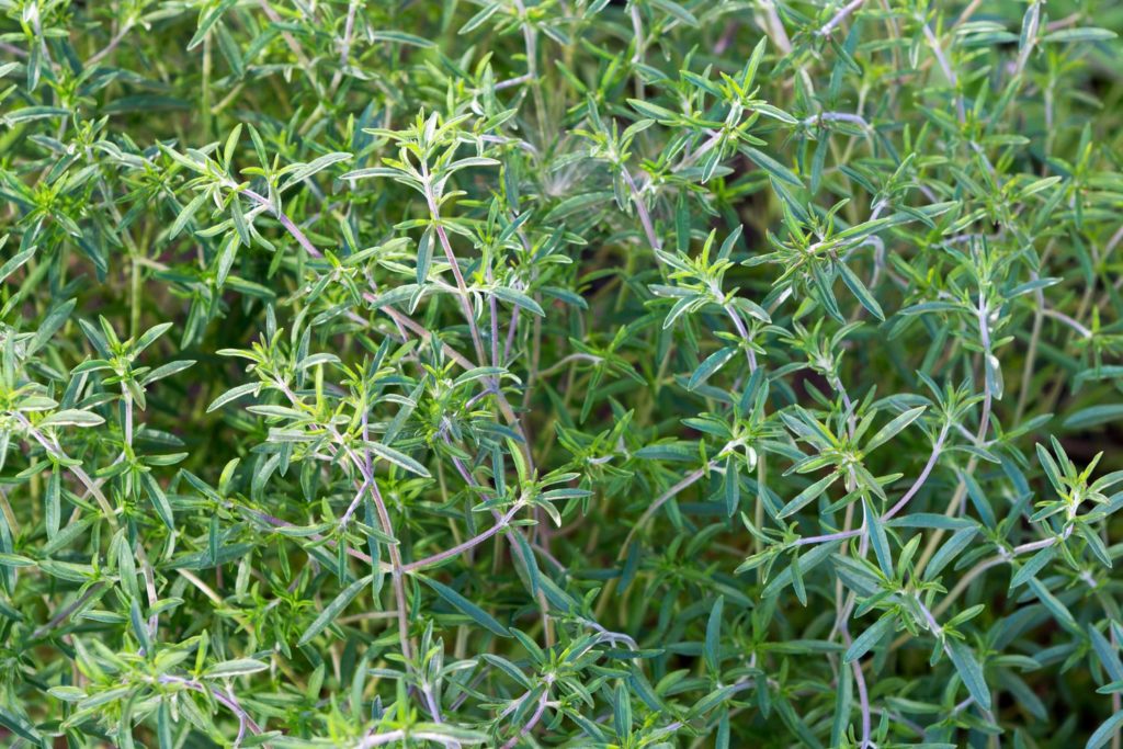 huile-essentielle-sarriette-utilisation