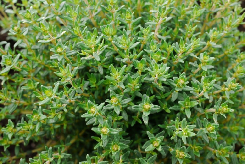 huile-essentielle-thym-linalol-provence-caracteristiques