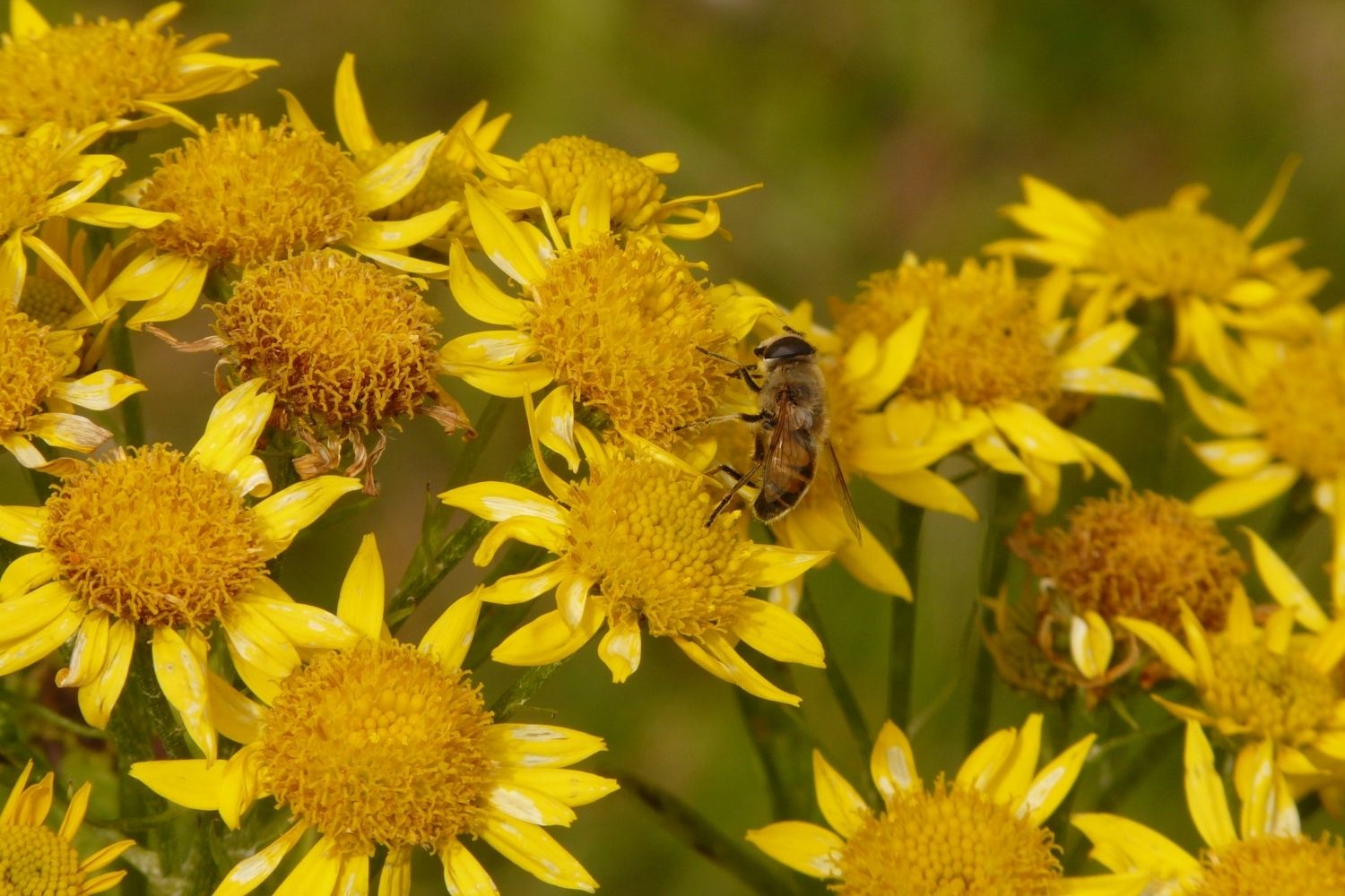 Huile d'arnica pour les bobos du quotidien - Huiles essentielles et