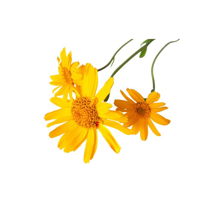 huile-vegetale-arnica