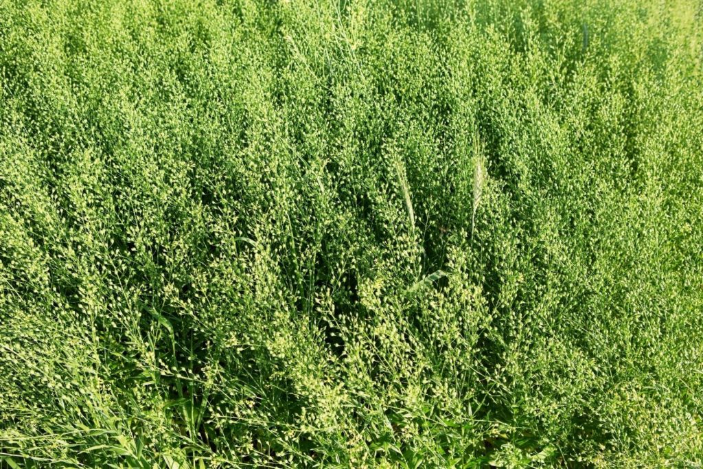 huile-vegetale-cameline-caracteristiques