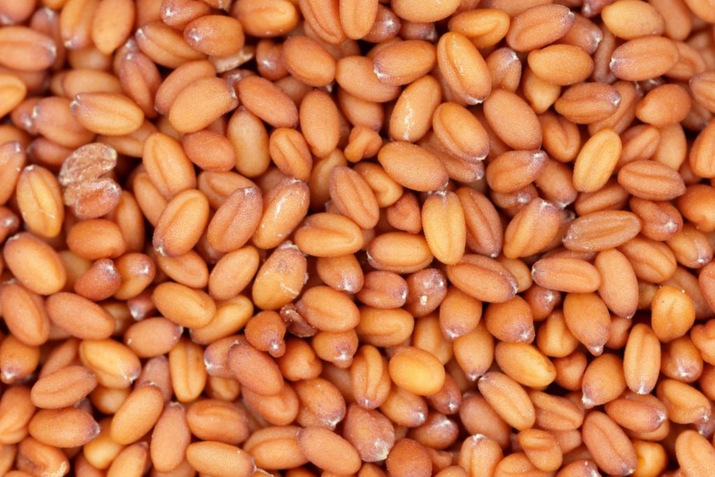 huile-vegetale-cameline-huile-vegetale