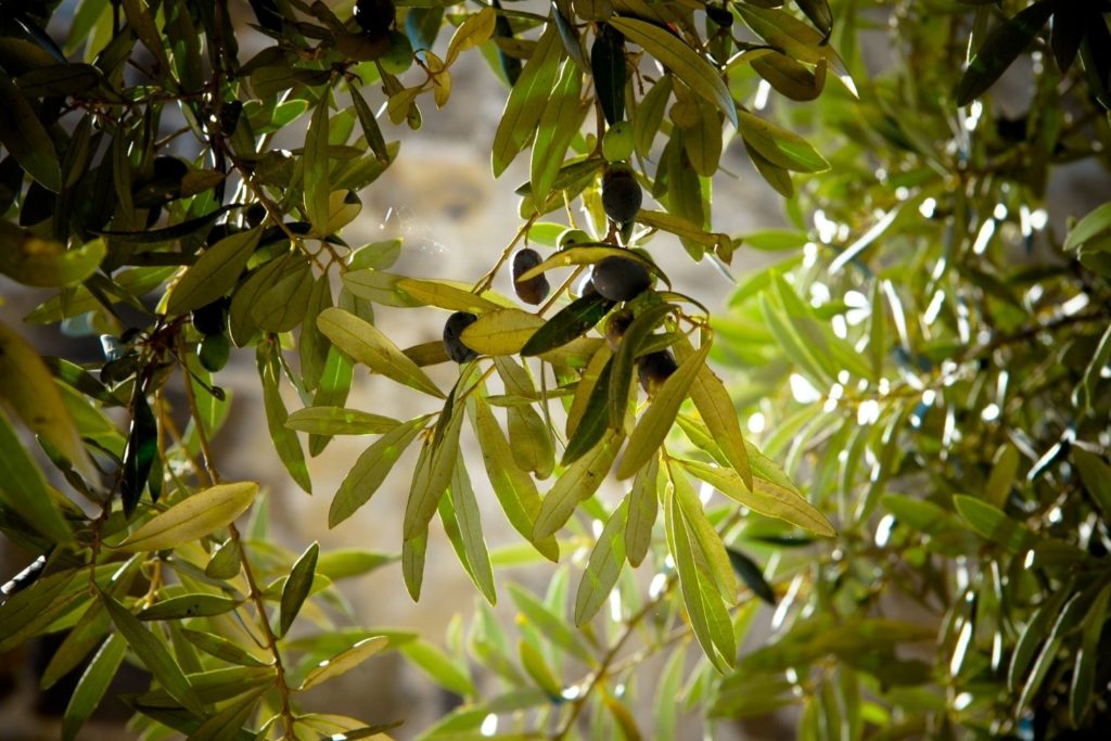 huile-vegetale-olive-utilisation