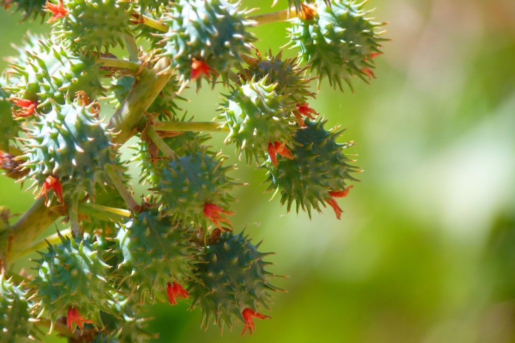 huile-vegetale-ricin-caracteristiques